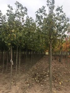 Berg-Ahorn 'Leopoldii' Acer pseudoplatanus 'Leopoldii'