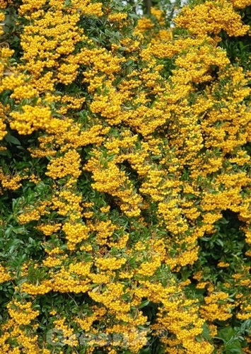 Glanzmispel  Alle Fragen und Antworten zum Thema Gartenpflanzen