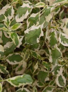 Wechselblättriger Hartriegel 'Argentea' / Cornus alternifolia 'Argentea'