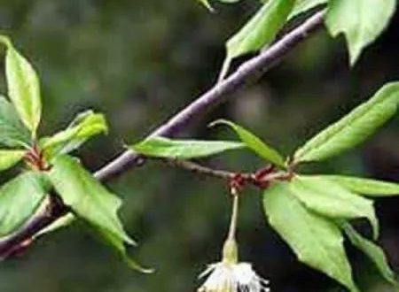 Zierkirsche 'Mahogany Lustre' / Prunus 'Mahogany Lustre'