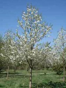 Vogel-Kirsche 'Landscape Bloom' Prunus avium 'Landscape Bloom'