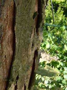 Stamm der Gleditschie