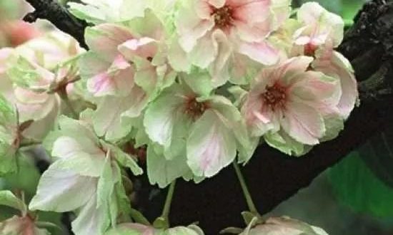 Japanische Zierkirsche 'Ukon' / Prunus serrulata 'Ukon'