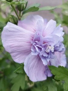 Garten-Eibisch 'Blue Chiffon' ® / Hibiscus syriacus 'Blue Chiffon' ®