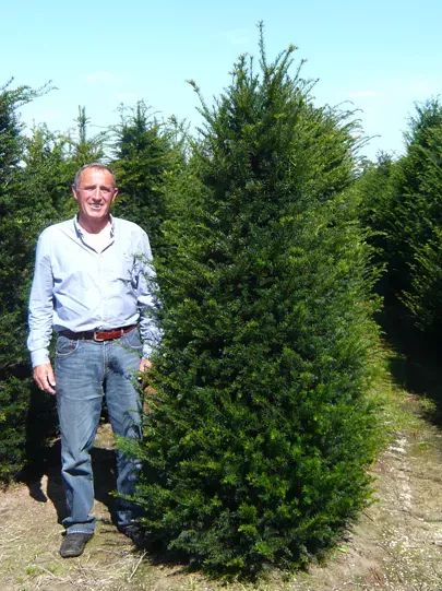 Eiben / Taxus Baccata verkahlen nach einigen Jahren im unteren Bereich   was knnen wir unternehmen?  Alle Fragen und Antworten zum Thema  Gartenpflanzen