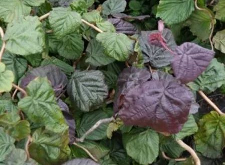 Blut-Korkenzieher-Hasel / Rotblättrige Korkenzieher-Hasel / Corylus avellana 'Red Majestic ®'