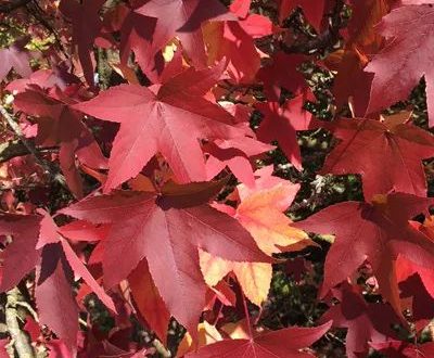 Blätter des Amerikanischer Amberbaums / Guldenbaums im Herbst