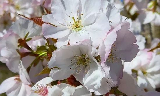 Zierkirsche 'Sunset Boulevard'/ Prunus serrulata 'Sunset Boulevard'