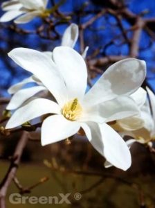 Kobus-Magnolie / Kobushi-Magnolie Magnolia kobus