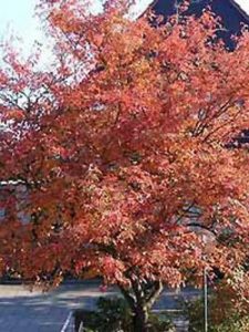 Kupfer-Felsenbirne Amelanchier lamarckii