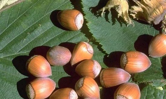 Corylus avellana ’Cosford‘/ Großfruchtige Haselnuss ’Cosford’