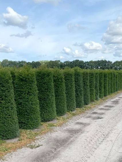 Eiben  Alle Fragen und Antworten zum Thema Gartenpflanzen