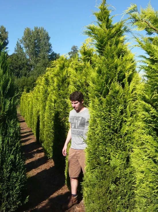 Mischung aus Scheinzypressy Yvonne und Thuja Yellow Ribbon als Sichtschutz  mglich?  Alle Fragen und Antworten zum Thema Gartenpflanzen