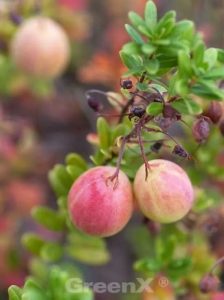 Cranberry 'Pilgrim' / Vaccinium macrocarpon 'Pilgrim'