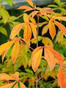 Gelbe Pavie / Gelbe Rosskastanie 'Vestita' / Aesculus flava 'Vestita'