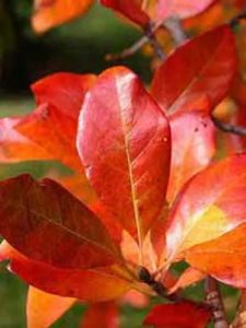 Nymphenbaum / Wald-Tupelobaum / Nyssa sylvatica