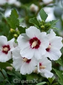 Hibiscus syriacus ’Helene‘ / Garten-Eibisch ’Helene‘ / Strauch-Eibisch ’Helene‘