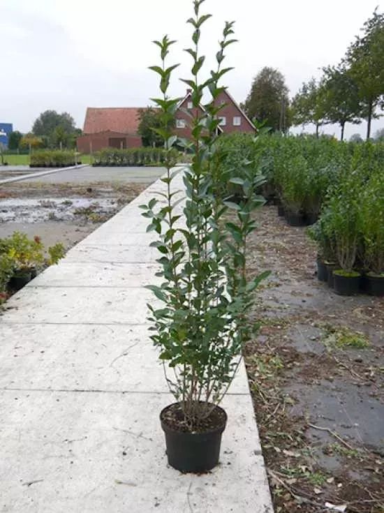 japanese ligustrum Japanese Privet main image 1