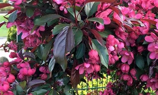 Malus ’Royalty‘ / Zierapfel ’Royalty‘