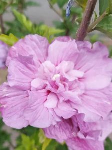 Garten-Eibisch 'Lavender Chiffon' /  Hibiscus syriacus 'Lavender Chiffon ®'
