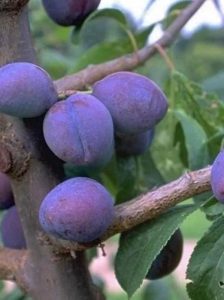 Pflaume 'Betuwse Kwets' / Prunus domestica 'Betuwse Kwets'