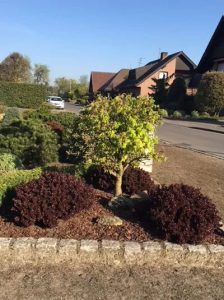 Zwerg-Blut-Berberitze 'Atropurpurea Nana' /  Berberis thunbergii 'Atropurpurea Nana'