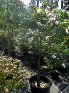 Japanischer Blumen-Hartriegel / Cornus kousa