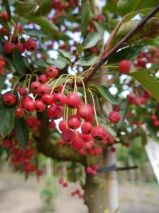 Kleinfruchtiger Zierapfel / Malus toringo sargentii