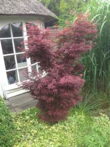 Roter Fächer-Ahorn / Japanischer Ahorn 'Fireglow' Acer palmatum 'Fireglow'