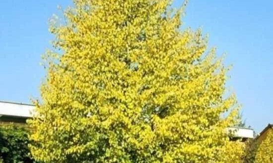 Winter-Linde 'Böhlje' / Tilia cordata 'Böhlje'