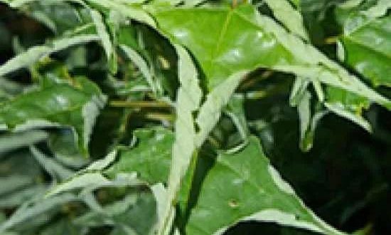 Acer buergerianum ’Naruto‘/ Dreispitzahorn ’Naruto‘