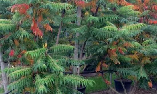 Geschlitzter Essigbaum 'Laciniata' / Rhus glabra 'Laciniata'