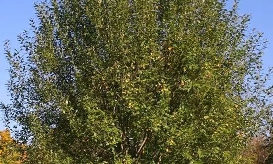 Salix carprea / Salweide/ Palmweide