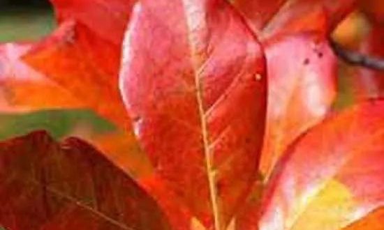 Nymphenbaum / Wald-Tupelobaum / Nyssa sylvatica