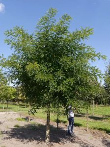 Schnurbaum 'Princeton Upright' / Styphnolobium japonicum 'Princeton Upright'