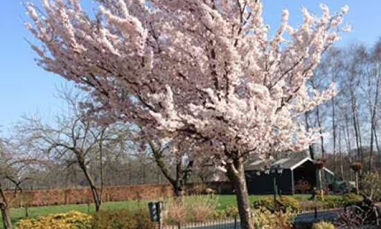 Winterkirsche 'Autumnalis' / Prunus subhirtella 'Autumnalis'