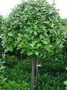 Wintergrüne Ölweide 'Kugel auf Stamm'