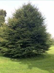 Farnblättrige Rot-Buche / Fagus sylvatica 'Asplenifolia'
