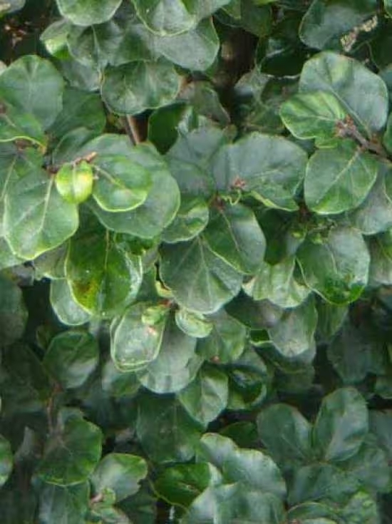 Auergewhnliche Bume fr den Garten: Kleinblttrige Buche 'Rotundifolia'  / Fagus sylvatica 'Rotundifolia'  Alle Fragen und Antworten zum Thema  Gartenpflanzen