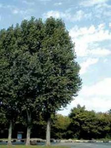 Schwarz-Pappel 'Vereecken' / Populus nigra 'Vereecken'