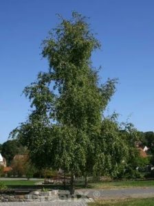 Birken-Pappel / Populus simonii