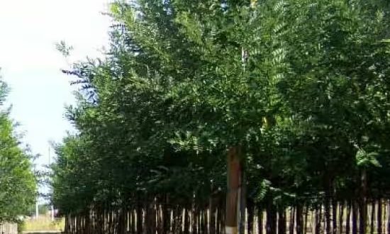 Schnurbaum 'Regent' / Sophora japonica 'Regent'