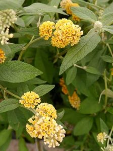 Sommerflieder 'Sungold' / Schmetterlingsstrauch 'Sungold' /  Buddleja weyeriana 'Sungold'