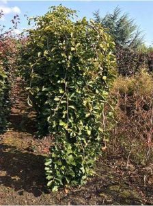 Süntel-Buche / Fagus sylvatica var. suentelensis / Fagus sylvatica 'Tortuosa'
