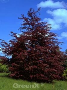 Rosa-dunkelrote Buche / Fagus sylvatica 'Roseomarginata' / 'Pupurea Tricolor'