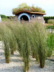 Reitgras - Calamagrostis