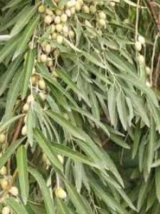 Schmalblättrige Ölweide / Russische Olive / Elaeagnus angustifolia