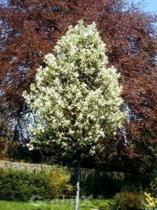  Gelbfilzige Mehlbeere / Sorbus aria 'Lutescens'