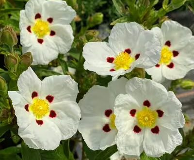Zistrose 'Decumbens' / Cistus dansereaui 'Decumbens'