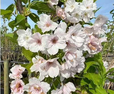 Säulen-Zierkirsche 'Amanogawa' / Prunus serrulata 'Amanogawa'